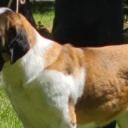 Saint Bernards from Mistihil Saints