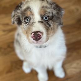 Australian Shepherd Puppies from Running Thunder Aussies