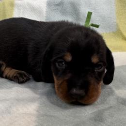 Roscoe - Black and tan male Dachshund puppy in Wallingford, Kentucky from Hensley Homestead Dachshunds