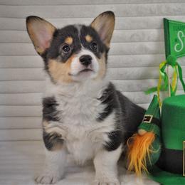 Jack - Black and tan male Pembroke Welsh Corgi puppy in Hotchkiss, Colorado from Grand Mesa Corgis