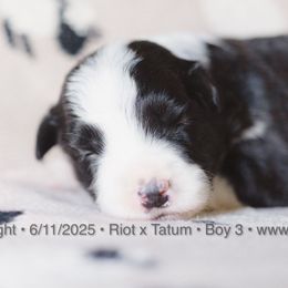 Boy 3 - Black and white male Border Collie puppy in Bryantown, Maryland from Bellaclan Border Collies