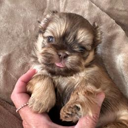 Monkey - Liver male Shih Tzu puppy in Tennessee from Cutshall Babies