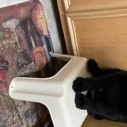 Boy 3 - Labrador Retriever puppy in Effingham, South Carolina from Stagecoach Retrievers