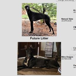Greyhound puppies from Trapple's Custom K-9's