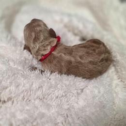 Poppy - Apricot female Goldendoodle puppy in Summerfield, North Carolina from Lila's Teddybear Goldendoodles