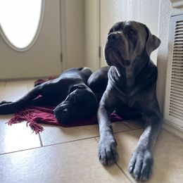 Cane Corso from jada dupre