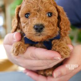 Peter - Red male Cavapoo puppy in Salado, Texas from Red Ranch Dogs
