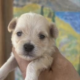 Girl 1 Z - Cafe au lait female Maltipoo puppy in Las Vegas, Nevada from Maltipoo_vegas
