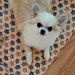 Jewel - Chihuahua