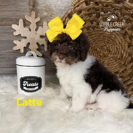 Latte - Brown and white female Bernedoodle puppy in Heyworth, Illinois from Cobble Creek Puppies