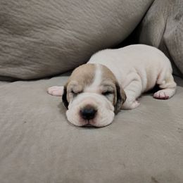 Vidia - Fawn female Great Dane puppy in Marshall, Michigan from Dream K9