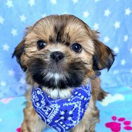 Dwight - Red male Shih Tzu puppy in Hemet, California from Aloha Shih Tzu