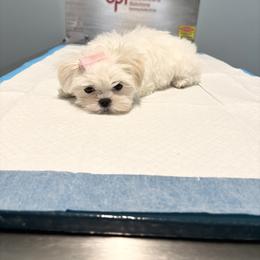 Maltese Puppies from Made to Love Maltese LLC