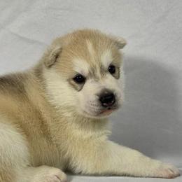 Cody - Gray and white male Siberian Husky puppy in Livermore, California from Limitless Huskies