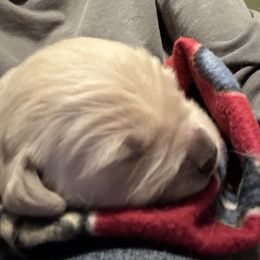 Golden Retriever Puppies from Hagan's Golden Retrievers