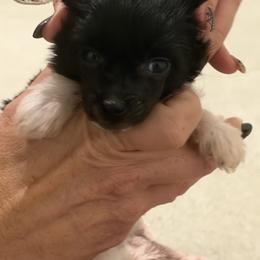 Black and White Male 2 - White and black male Chinese Crested puppy in Salt Lake City, Utah from Naked & Famous