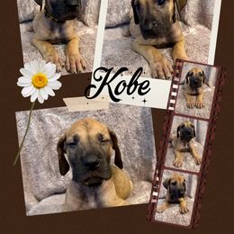 Chester - Fawn male Great Dane puppy in Longview, Texas from Noctua Kennels