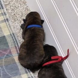 Mr Blue - Brindle male Cairn Terrier puppy in Savannah, Missouri from WoodSchott Cairn Terriers