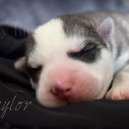 Taylor - Gray and white male Siberian Husky puppy in Addison, Michigan from Gray Run Siberian Huskies