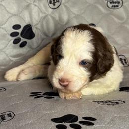 OAK - Brown and white male Sheepadoodle puppy in Riverside, California from Downtown Doodles & Frenchies
