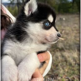Runamok Midnight Masquerade (aka Masque) - Black and white female Pomsky puppy in St. Maries, Idaho from Runamok Farm