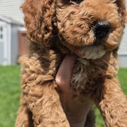Guinness - Apricot male Goldendoodle puppy in Red Oak, Iowa from Fisher Pups-Stay Golden with a Doodle