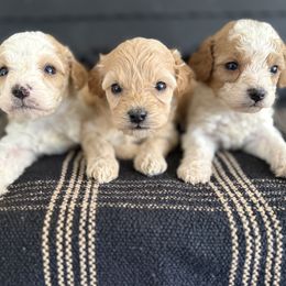 Cavapoochon Puppies from Doodles by design