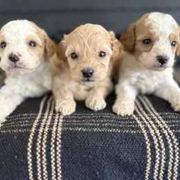 Cavapoochon Puppies from Doodles by design