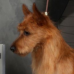 Wasabi - Australian Terrier
