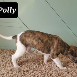 Whippet Puppies from Whippety Split