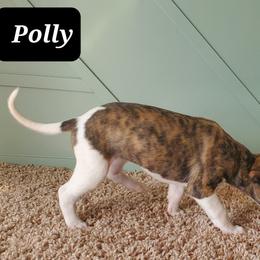 Whippet Puppies from Whippety Split