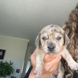 Dachshund Puppies from King Funny Farm