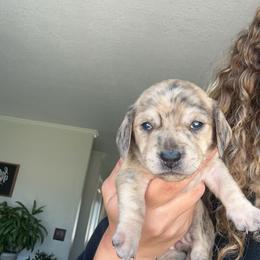 Dachshund Puppies from King Funny Farm