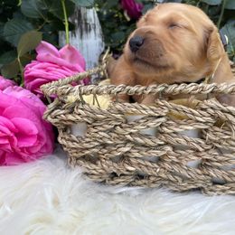 Yellow Girl - Dark golden Golden Retriever puppy in Gridley, California from Honey Bee Goldens