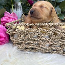 Yellow Girl - Dark golden Golden Retriever puppy in Gridley, California from Honey Bee Goldens