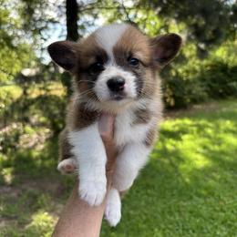 Luke - Sable and white male American Corgi puppy in Foreman Ar., Arkansas from Grassy Lake Corgis