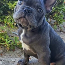 French Bulldogs from Liza's French Bulldogs