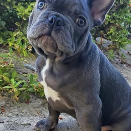 French Bulldogs from Liza's French Bulldogs