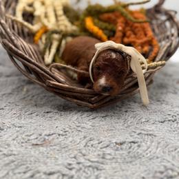 Pistachio - Red female Bernedoodle puppy in Ocala, Florida from Bernedoodles of Florida