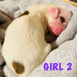 Bebe - Piebald female Dachshund puppy in Petersburg, Virginia from Wiggle Waddle Dachshunds