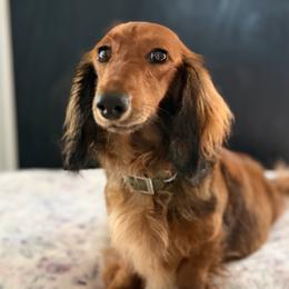 Lucy - Dachshund