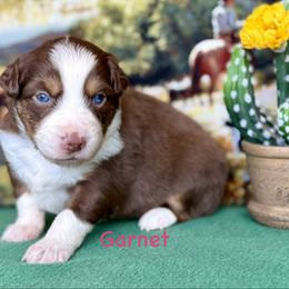Garnet - Red tri female Miniature Australian Shepherd puppy in Chino Valley, Arizona from BlueZion Aussies