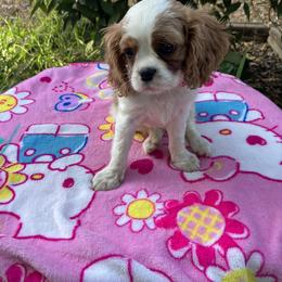 Cavalier King Charles Spaniel Puppies from Purple Moon Cavaliers