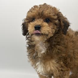 Cuddles - Sable male Poodle puppy in Wheatland, California from Sapphire Ridge Poodles