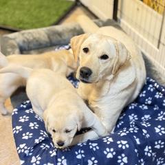 Lucy - Labrador Retriever