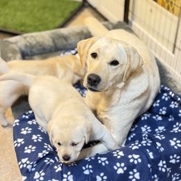 Lucy - Labrador Retriever