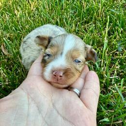 BINGO - female Sporty Mix puppy in Livonia, Michigan from M7’s Shelties, Toonies & AussieDoodles