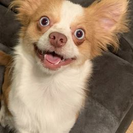 Chihuahuas from Paschal Perfect Pups