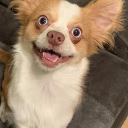 Chihuahuas from Paschal Perfect Pups