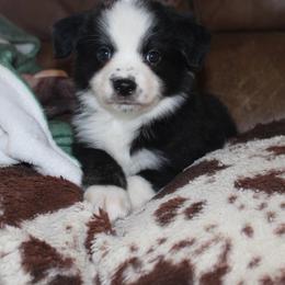 Lime - Black tri male Miniature Australian Shepherd puppy in Iola, Texas from MK Aussies